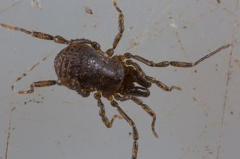 Media type: image; Invertebrate Zoology 138093